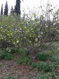 προσβολές στην περιοχή του Ελληνικού Αργολίδας σε λεμόνια. (Εικ. 3) καθώς επίσης και εντυπωσιακή φυλλόπτωση (Εικ. 4).