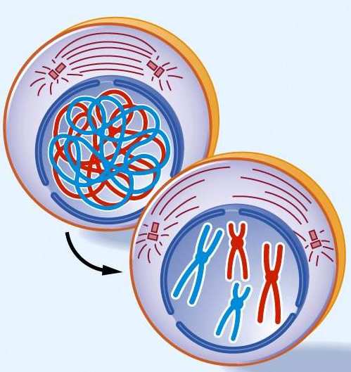 Πρόφαση Το κύτταρο μπαίνει στη μίτωση Τα χρωμοσώματα συμπυκνώνονται Τα κεντροσώματα απομακρύνονται