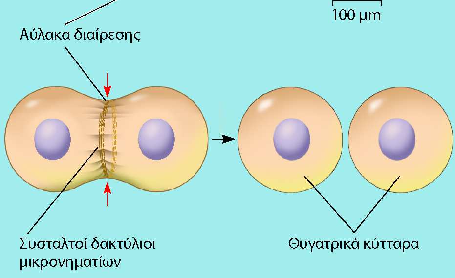 Κυτταροκίνηση Το κυτταρόπλασμα διαιρείται: ένας δακτύλιος των νηματίων ακτίνης
