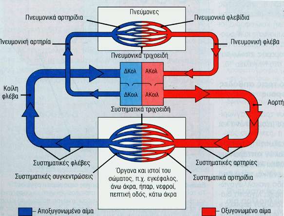 Συστηματική και