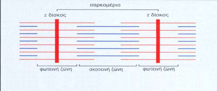 Γραμμωτά Μυϊκά Κύτταρα 1. Παχιά νημάτια μυοσίνης 2.