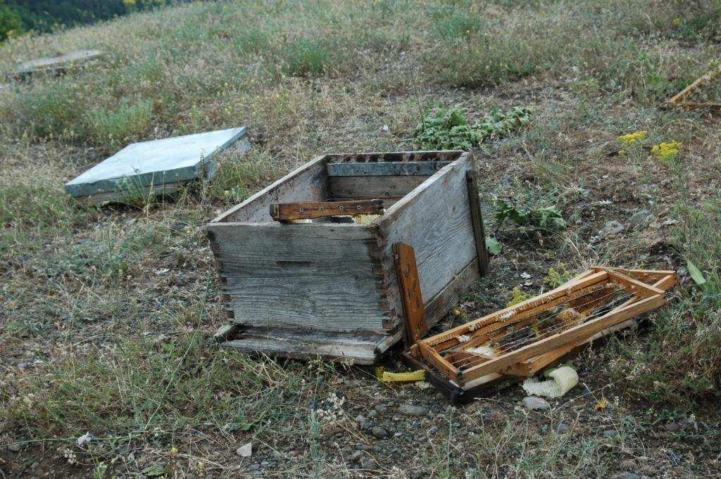 Φωτογραφία 2. Αρκούδα σε μουλάρι Φωτογραφία 3. Καταστροφή κυψέλης από αρκούδα 7.