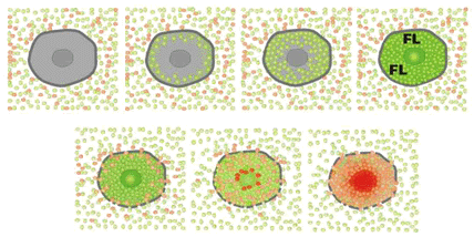 FDA (Fluorescein diacetate) PI (Propidium iodide) Intact cell PI and FDA is added Fluorescein