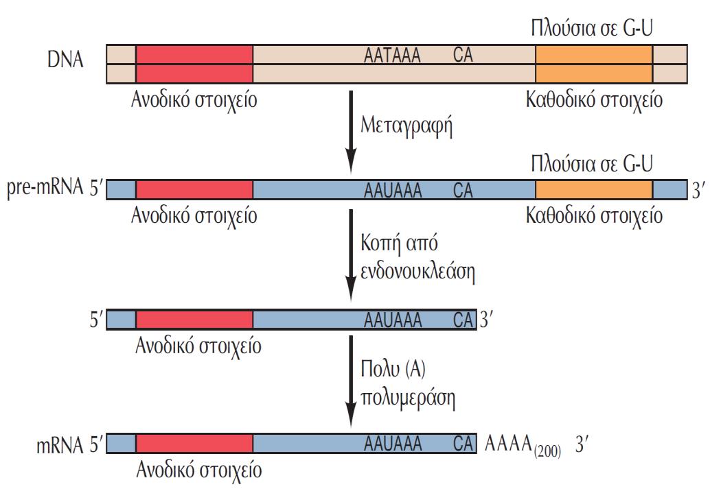Ωρίμανση των 3 άκρων των mrnas Τα σήματα πολυαδενυλίωσης στα θηλαστικά αποτελούνται από ένα εξανουκλεοτίδιο, το AAUAAA, και μια πλούσια σε G και U αλληλουχία η οποία βρίσκεται καθοδικά από αυτό.