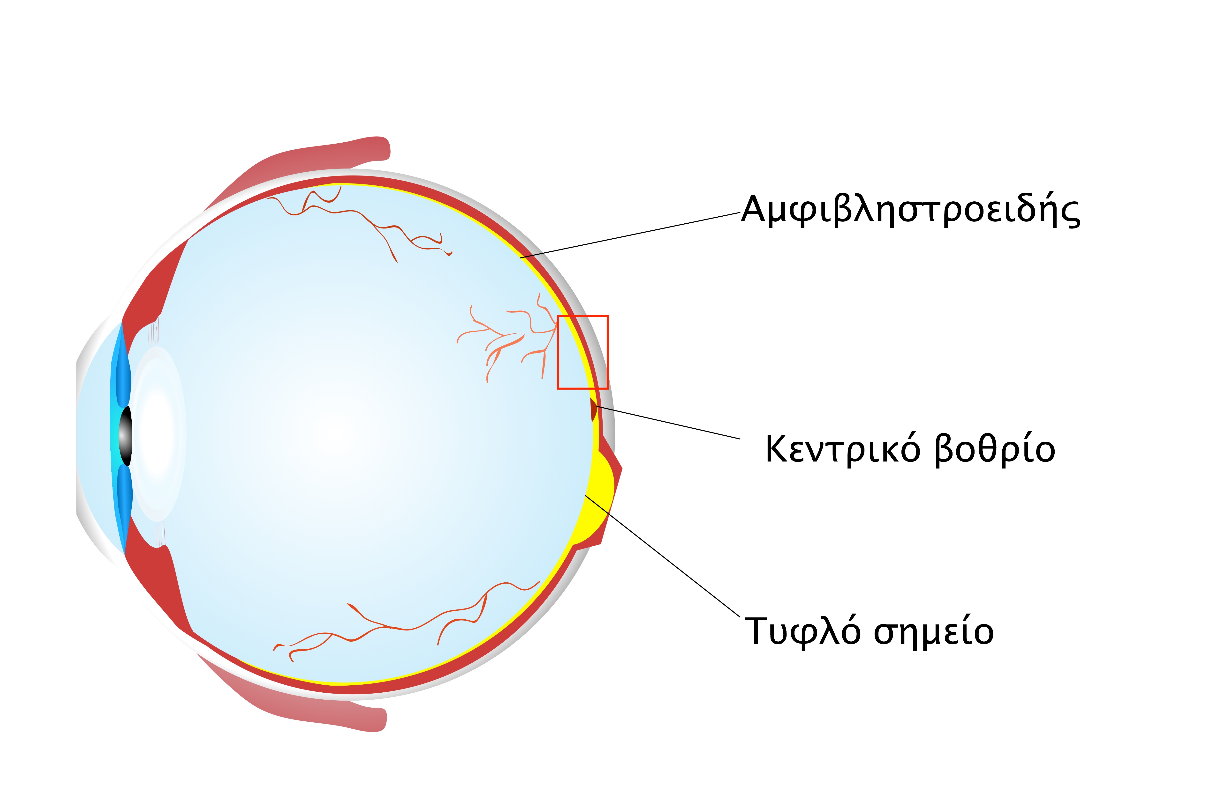 5.2 Δοµή του οφθαλµού (Εικόνα 5.2) Ο οφθαλμός λόγω της εξειδικευμένης δομής του έχει την ικανότητα μετατροπής του οπτικού σήματος σε ηλεκτρικό ώστε να μεταφερθεί προς το κεντρικό νευρικό σύστημα.