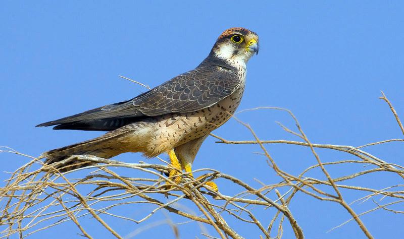 Γερακίνα (Buteo buteo) Πετρίτης (Falco peregrinus)