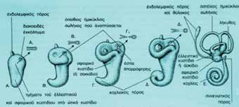 Συστήματα ταξινόμησης των συγγενών δυσπλασιών του έσω ωτός Εικ. 1. Εμβρυολογική διάπλαση του ωτός. Ενδολεμφικός θύλακας: Προέρχεται από την ραχιαία επιφάνεια του ωτικού κυστιδίου.