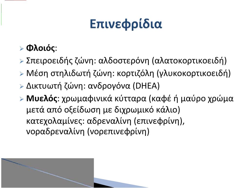 Μυελός: χρωμαφινικά κύτταρα (καφέ ή μαύρο χρώμα μετά από οξείδωση με