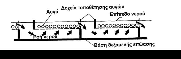 Τεχνητή αναπαραγωγή Ιριδίζουσας πέστροφας, Oncorhynchus mykiss 7/11 Επώαση σε ορθογώνια διχτυωτά πλαίσια (τελάρα) τοποθετημένα μέσα σε δεξαμενές με καλά