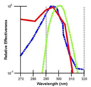 Akcijski spektar UVB (290-320 nm) sinteza vitamina D