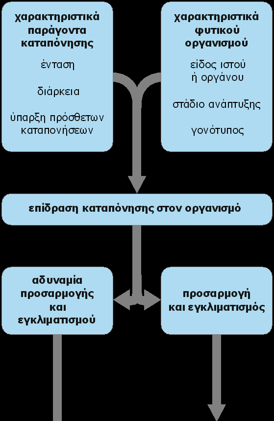 Η Πορεία του Φυτού προς