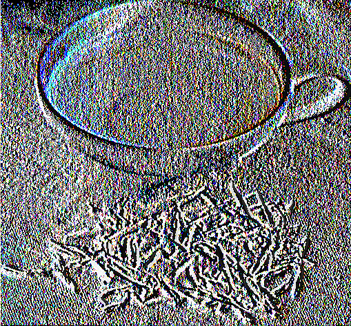 Εικόνα 3. Λευκό τσάι (www.islandteashop.com~).