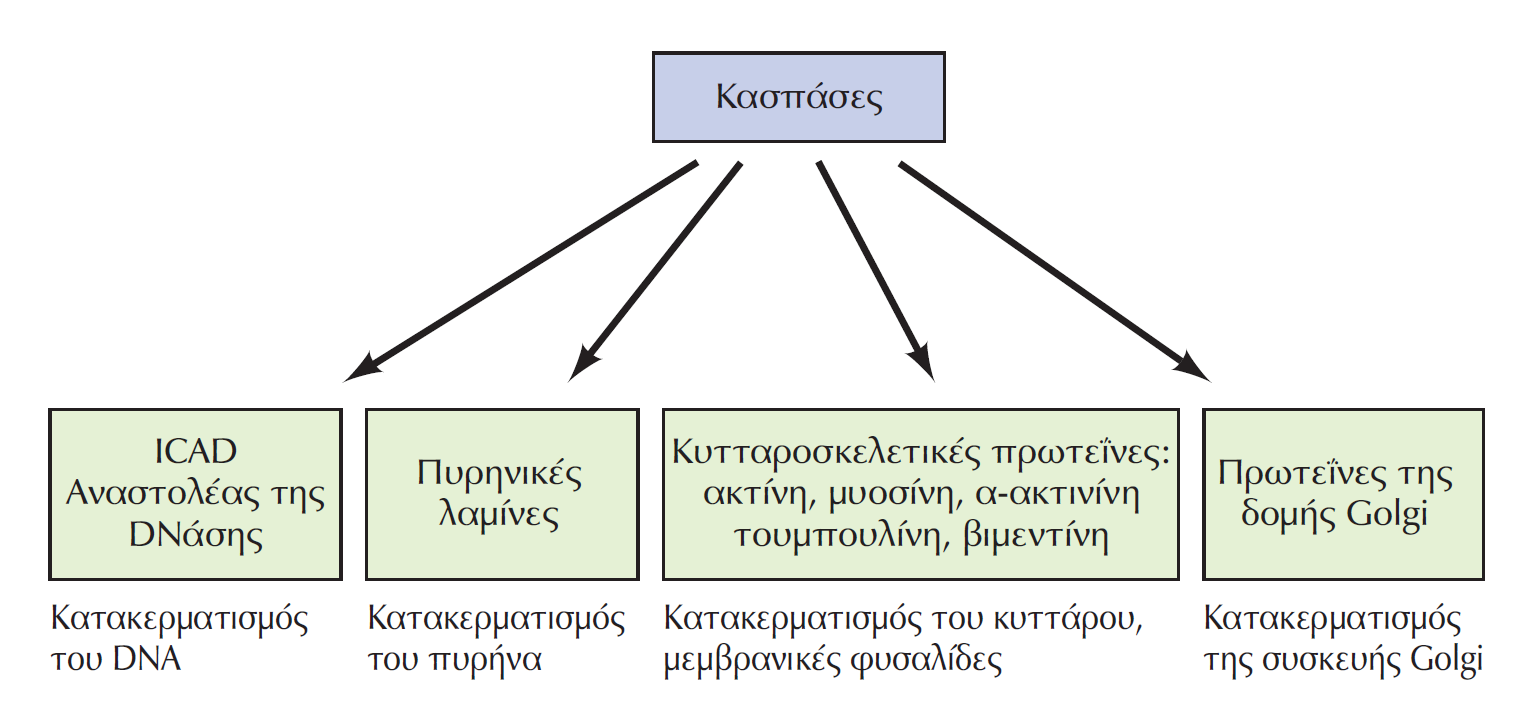 Η απόπτωση διεκπεραιώνεται σε μεγάλο βαθμό από τις κασπάσες Ακαδημαϊκές Εκδόσεις 2011.