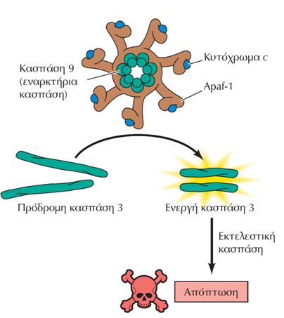 Ενεργοποίηση των κασπασών Η εναρκτήρια κασπάση 9 των θηλαστικών ενεργοποιείται στο αποπτώσωμα ως σύμπλοκο με την Apaf-1 και το κυτόχρωμα c.