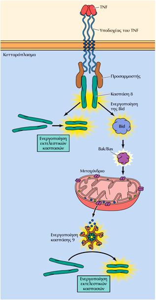 Υποδοχείς κυτταρικού θανάτου Τόσο οι παράγοντες TNF όσο και άλλοι προσδέτες υποδοχέων κυτταρικού θανάτου αποτελούνται από τρεις πολυπεπτιδικές αλυσίδες, με αποτέλεσμα να επάγουν τον τριμερισμό των