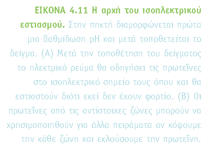 ΙΣΟΗΛΕΚΤΡΙΚΟ ΣΗΜΕΙΟ ΠΡΩΤΕΪΝΗΣ (pi) Το ph στο οποίο το συνολικό φορτίο της πρωτεΐνης είναι μηδέν Στο ph αυτό η πρωτεΐνη δε μετακινείται με εφαρμογή ηλεκτρικού πεδίου ΙΣΟΗΛΕΚΤΡΙΚΟΣ ΕΣΤΙΑΣΜΟΣ Ο