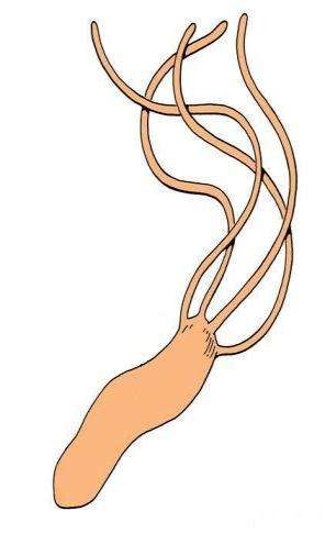 Helicobacter pylori - 1982: Warren & Marshall G - -špirálovitá baktéria so 4-6 bičíkmi -