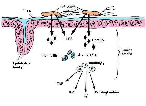 H.pylori