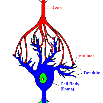 Εικόνα 2 Δενδρίτες και συνάψεις στον βιολογικό νευρώνα. 1.3.