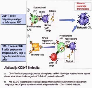 KORECEPTORSKI MOLEKULI TCR i koreceptori (CD4 ili CD8) zajedno prepoznaju peptid/mhc kompleks na PC prvi signal aktivacije.