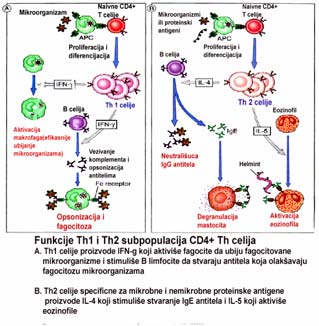 Proliferacija Prvi citokin koji stvaraju aktivisani CD4+T limfociti je IL-2 (1-2 sata posle aktivacije); istovremeno sa sintezom IL-2, sintetiše se i treći lanac IL-2R, čime ovaj receptr stiče visoki