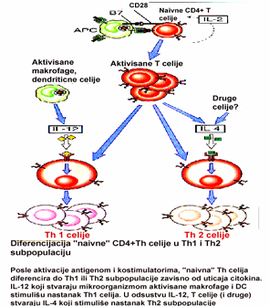 CD8+T limfociti koji su prepoznali antigen, nemaju sposobnost da sekretuju velike količine IL-2; zato IL-2 koji sekretuju antigenspecifične CD4+T ćelije može da izazove i proliferaciju