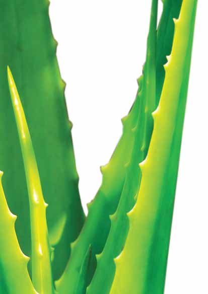 04 : Xυμοί Aloe Vera είναι το Νο. 1 συστατικό μας Τα δροσιστικά ροφήματα της Forever από Aloe Vera και επιλεγμένα φρούτα σας προσφέρουν ζωτικότητα, ενέργεια και καλή υγεία.