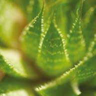 Curăţare - Detoxifiere Vei găsi în acest capitol câteva dintre recomandările noastre pentru detoxifierea, curăţarea, şi nutriţia aparatului digestiv, grupate în următoarele Programe de sănătate: Cura