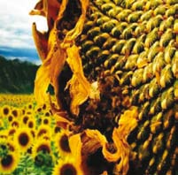 Vitamina B3 (niacina) (vitamina PP) Ajută la respiraţia celulară şi menţine sănătatea tegumentelor şi a mucoaselor Eliberează energia, participând la metabolismul aminoacizilor, acizilor graşi şi