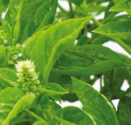 Vitamina K Rol esenţial în controlul coagulării sângelui - importanta în procesul de sinteză a protrombinei Contribuie la formarea şi reparaţia osoasă prin remineralizarea oaselor Ajută la conversia
