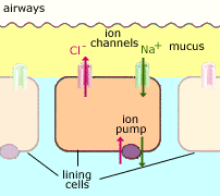 Η πρωτεΐνη CFTR αεραγωγός Κανάλι χλωρίου βλέννα Επιθηλιακά κύτταρα που