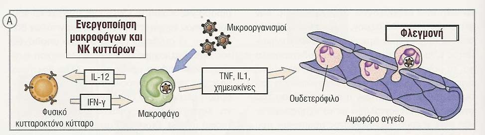 Οι κυτταροκίνες της φυσικής ανοσίας Κυτταροκίνη TNF IL-1 Χηµειοκίν. IL-12 IFN-γ ΙFΝ α,β IL-10 IL-6 IL-15 IL-18 Κύρια κύτταρα προέλευσης Μφ, Τ Μφ, ενδοθ., επιθηλ. Μφ, Τ, ενδοθ.,ινοβλ.