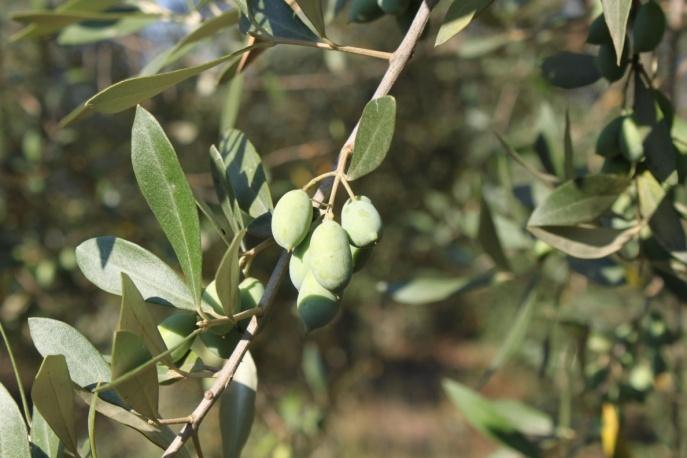 ΑΝΑΠΤΥΞΗ ΚΑΙ ΕΦΑΡΜΟΓΗ ΜΕΘΟΔΟΥ ΠΡΟΣΔΙΟΡΙΣΜΟΥ ΤΟΥ ΠΕΡΙΒΑΛΛΟΝΤΙΚΟΥ ΑΠΟΤΥΠΩΜΑΤΟΣ ΓΙΑ ΑΕΙΦΟΡΑ ΑΓΡΟ-ΟΙΚΟΣΥΣΤΗΜΑΤΑ: Η ΠΕΡΙΠΤΩΣΗ ΤΟΥ ΜΕΣΟΓΕΙΑΚΟΥ ΕΛΑΙΩΝΑ 1. Μέθοδος ΙΑΡ ΚΥΡΙΑ ΠΑΡΑΔΟΤΕΑ ΠΡΟΓΡΑΜΜΑΤΟΣ 2.