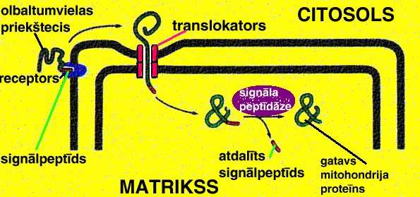 Olbaltumvielu importa laikā var izdalīt vairākus etapus: Pirmajā etapā mitohondriālās olbaltumvielas priekštecis piesaistās pie mitohondrija ārejās membrānas receptora.