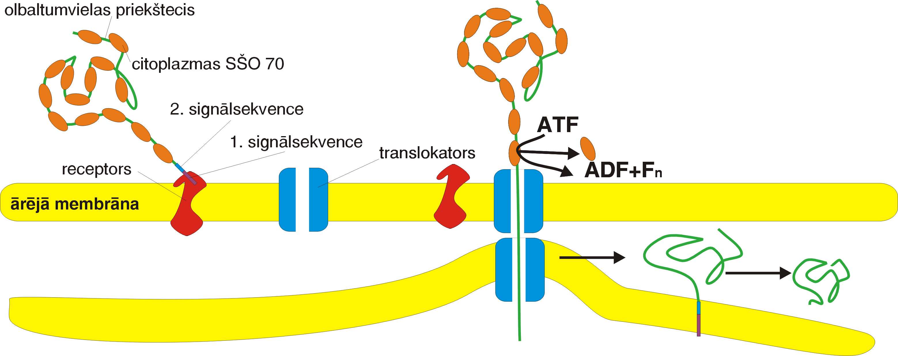 Olbaltumvielu var tikai daĝēji ievilkt mitohondriju matriksā.