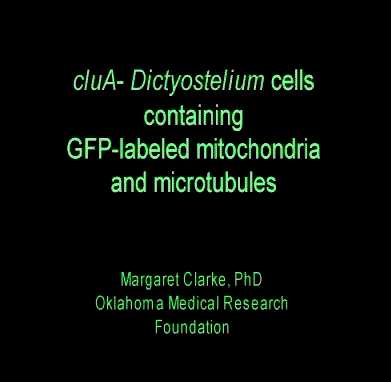 1.filma 2.filma Filmā demonstrēta proteīna CluA ietekme uz mitohondriju novietojumu. 1. filma rāda proteīna darbību normālos apstākĝos.
