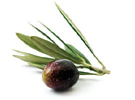 : Συστατικά Olive dry