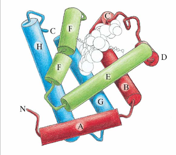 Κεφάλαιο 3 Η αναδίπλωση της Μυοσφαιρίνης & Αιμοσαφιρίνης Εικόνα 3.10 Σχηματικό διάγραμμα της δομής της επικράτειας σφαιρίνης. Οι οκτώ α-έλικες ονομάζονται Α-Η.