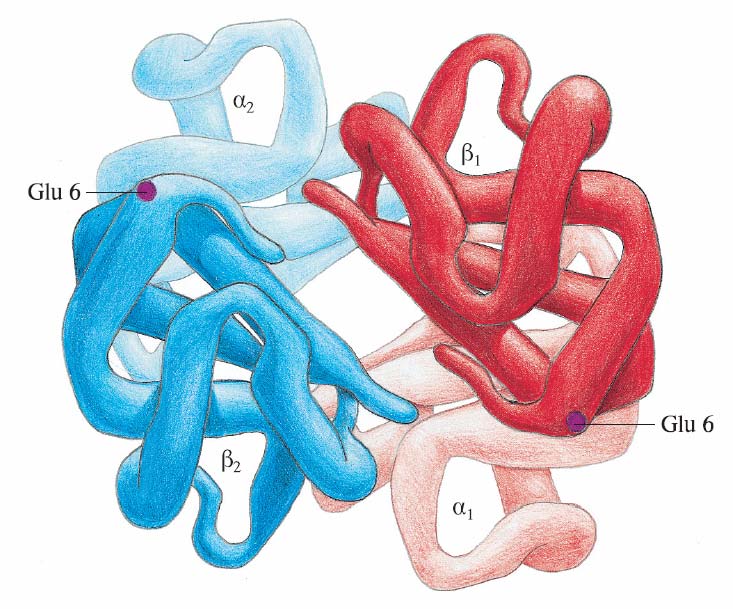 Κεφάλαιο 3 Η αναδίπλωση της Αιμοσαφιρίνης Εικόνα 3.13 Το μόριο της αιμοσφαιρίνης δομείται από τέσσερις πολυπεπτιδικές αλυσίδες: δύο α-αλυσίδες και δύο β-αλυσίδες. Συγκρίνετέ τες με την Εικόνα 1.