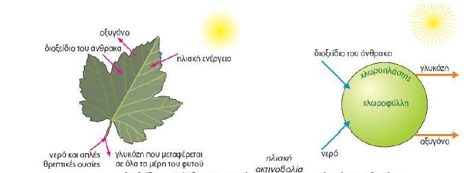 Ενότητα Παραγωγή θρεπτικών ουσιών στα φυτά - φωτοσύνθεση Φύλλο Εργασίας Η σημασία του φωτός για την φωτοσύνθεση παραγωγή αμύλου Βιολογία Α Γυμνασίου Ονοματεπώνυμο Τμήμα... Ημερομηνία.