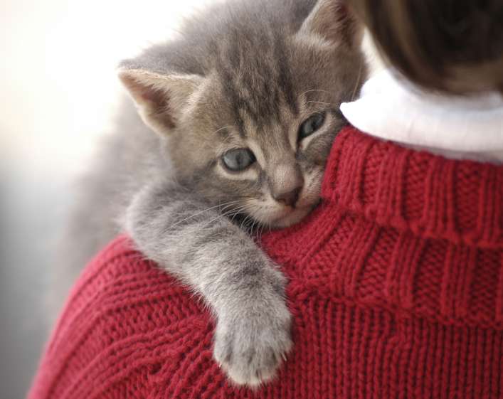 Ολοκληρωμένο πρόγραμμα Ασφάλι σης Γάτας Pet Full Cover - Cat Daedal us Life Το πρώτο ΟΛΟΚΛΗΡ ΩΜΕΝΟ- ΑΠΟΚΛΕΙ ΣΤΙ ΚΟ- ΚΑΙ ΝΟΤΟΜΟ πρόγραμμα ασφάλι σης