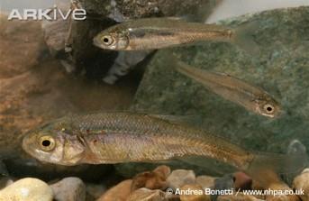 Ενδημικά ψάρια γλυκών νερών 1/2 6 7 Γκαβόχελο (Eudontomyzon hellenicus) Λιπαριά (Alosa macedonica) 8 9 Πέστροφα του