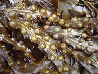 FUCUS, Fucus serratus L., F. vesiculosus L., Fucaceae Tα ανωτϋρω πολυετό θαλϊςςια φϑκη αφθονοϑν ςε εϑκρατεσ και θερμϋσ θαλϊςςιεσ ακτϋσ του βϐρειου ημιςφαιρύου.