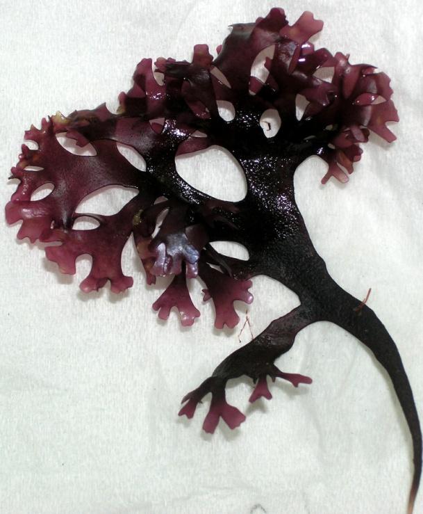 Chondrus crispus Η ζότηςη για καρραγενϊνεσ καλϑπτεται ςτο μεγαλϑτερο μϋροσ τησ με εκχυλύςεισ του Chondrus crispus ο θαλϊςςιο αυτϐ φϑκοσ, γνωςτϐ και ςαν «ιρλανδικϐσ λειχόνασ», ϋχει μικρϐ