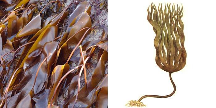 LAMINARIAS, Laminaria spp, Laminariaceae Κυρύωσ L. digitata Lamouroux και L. hyperboreα.