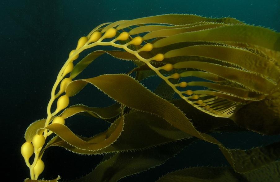 MACROCYSTIS (CALIFORNIA GIANT KELP) Macrocystis pyrifera Agarth.