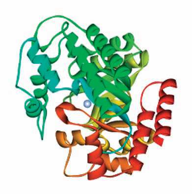 Adenosine Deaminase (ADA) Ένζυµο που συµµετέχει στον καταβολισµό των πουρινών Αποτελείται από δύο ισοένζυµα: ADA1 και ADA2 µε διαφορετικό ΜΒ, διαφορετικό ph δράσης, διαφορετική κινητική, αλλά
