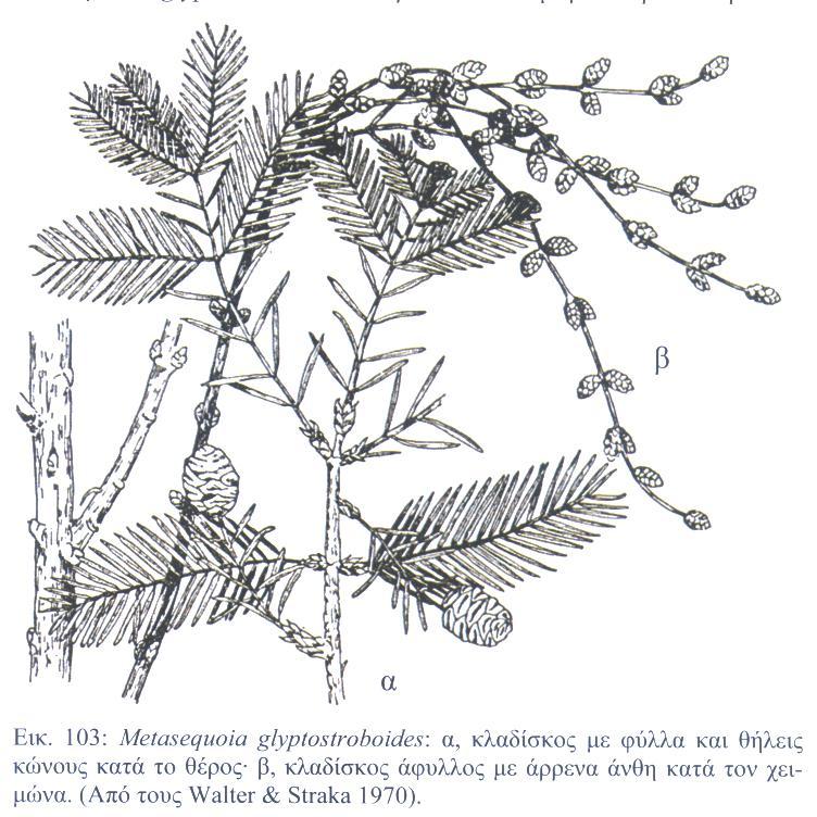 Ανακαλύφθηκε το 1948 στην Κίνα (ζωντανό απολίθωμα).