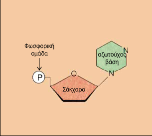 1 ΑΣΚΗΣΕΙΣ ΝΟΥΚΛΕΙΚΩΝ ΟΞΕΩΝ ΑΣΚΗΣΗ 1 Ποια είναι η δομή των νουκλεοτιδίων; Τα νουκλεοτίδια προέρχονται από τη σύνδεση με ομοιοπολικό δεσμό, τριών