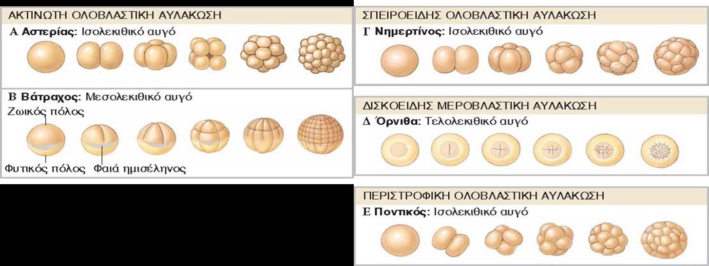 Είδη αυλάκωσης 6/8 9